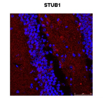 STUB1 Rabbit Polyclonal Antibody