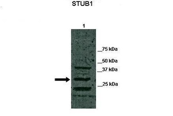 STUB1 Rabbit Polyclonal Antibody