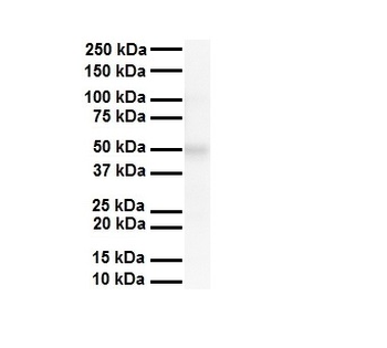 WWP2 Rabbit Polyclonal Antibody