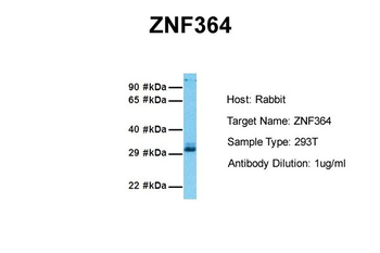 ZNF364 Rabbit Polyclonal Antibody