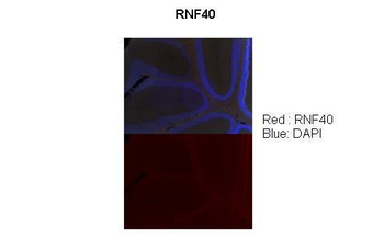 RNF40 Rabbit Polyclonal Antibody