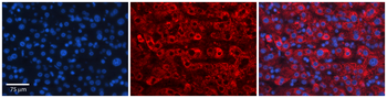 FBXO21 Rabbit Polyclonal Antibody