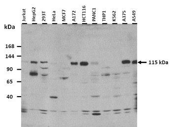 HERC6 Rabbit Polyclonal Antibody