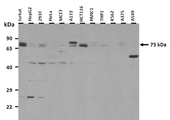 TRAF7 Rabbit Polyclonal Antibody