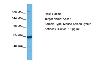 Abca7 Rabbit Polyclonal Antibody