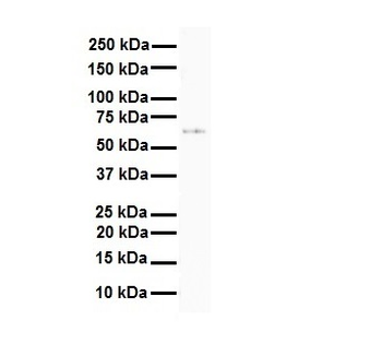 SLC7A1 Rabbit Polyclonal Antibody