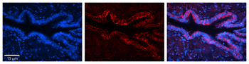 SLC16A1 Rabbit Polyclonal Antibody