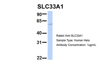 SLC33A1 Rabbit Polyclonal Antibody