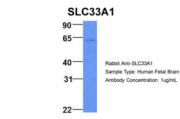 SLC33A1 Rabbit Polyclonal Antibody