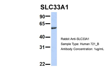 SLC33A1 Rabbit Polyclonal Antibody