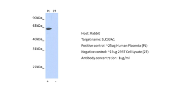 SLC33A1 Rabbit Polyclonal Antibody
