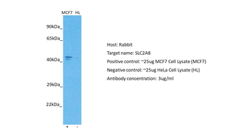 SLC2A8 Rabbit Polyclonal Antibody