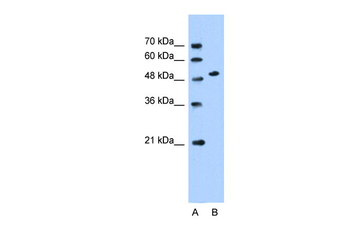 SLC30A1 Rabbit Polyclonal Antibody