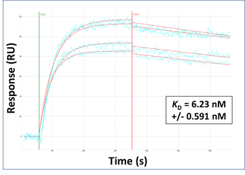 SLC5A8 Rabbit Polyclonal Antibody