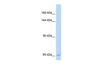 SLC19A1 Rabbit Polyclonal Antibody