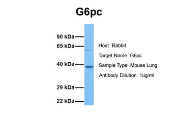 G6pc Rabbit Polyclonal Antibody