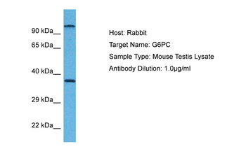 G6pc Rabbit Polyclonal Antibody
