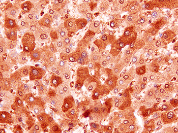 G6PC Rabbit Polyclonal Antibody