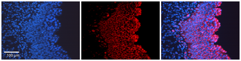 SHH Rabbit Polyclonal Antibody