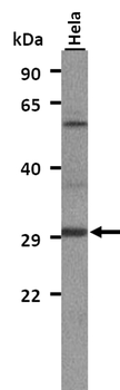 Sgcd Rabbit Polyclonal Antibody