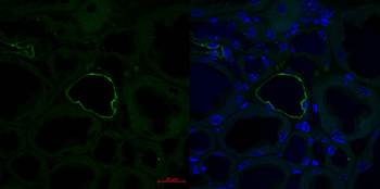 Aqp2 Rabbit Polyclonal Antibody