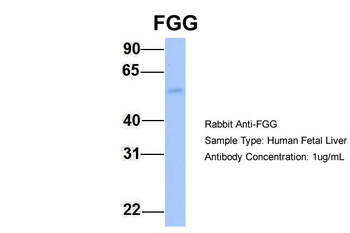 FGG Rabbit Polyclonal Antibody
