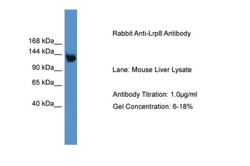 Lrp8 Rabbit Polyclonal Antibody