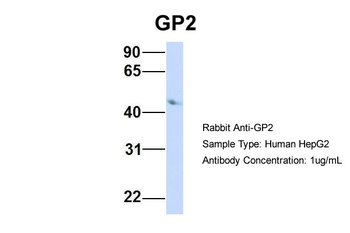 GP2 Rabbit Polyclonal Antibody