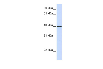 GP2 Rabbit Polyclonal Antibody