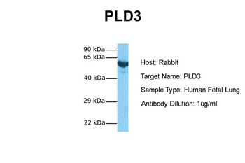 PLD3 Rabbit Polyclonal Antibody
