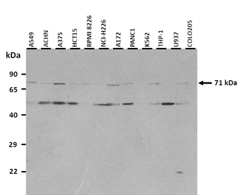 RHOT1 Rabbit Polyclonal Antibody