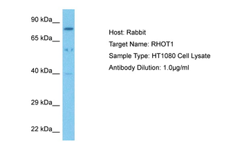 RHOT1 Rabbit Polyclonal Antibody