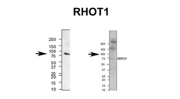 RHOT1 Rabbit Polyclonal Antibody