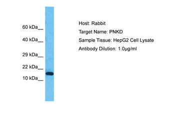 PNKD Rabbit Polyclonal Antibody