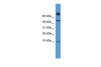 Bmp2 Rabbit Polyclonal Antibody