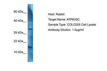 ATP6V0C Rabbit Polyclonal Antibody