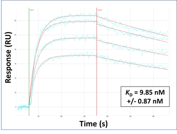 DSG2 Rabbit Polyclonal Antibody