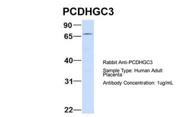 PCDHGC3 Rabbit Polyclonal Antibody
