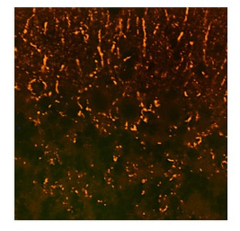 SYP Rabbit Polyclonal Antibody