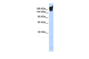 DYSF Rabbit Polyclonal Antibody