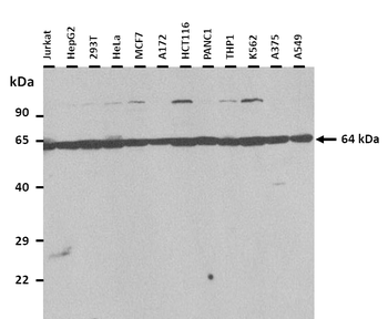 NR4A1 Rabbit Polyclonal Antibody