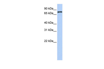 NR1D1 Rabbit Polyclonal Antibody