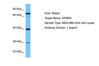 IGFBP4 Rabbit Polyclonal Antibody