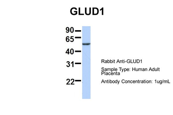 GLUD1 Rabbit Polyclonal Antibody