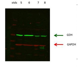 GLUD1 Rabbit Polyclonal Antibody