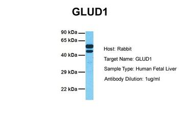 GLUD1 Rabbit Polyclonal Antibody