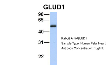 GLUD1 Rabbit Polyclonal Antibody