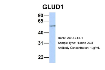 GLUD1 Rabbit Polyclonal Antibody