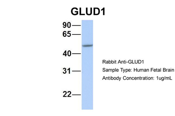 GLUD1 Rabbit Polyclonal Antibody