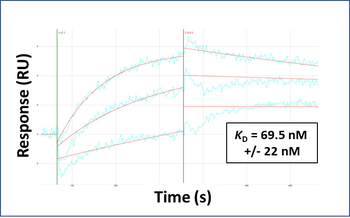 HSD11B1 Rabbit Polyclonal Antibody